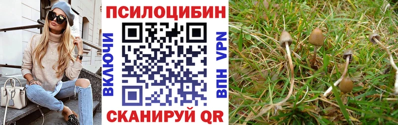 kraken как зайти  Тутаев  Псилоцибиновые грибы Psilocybe 